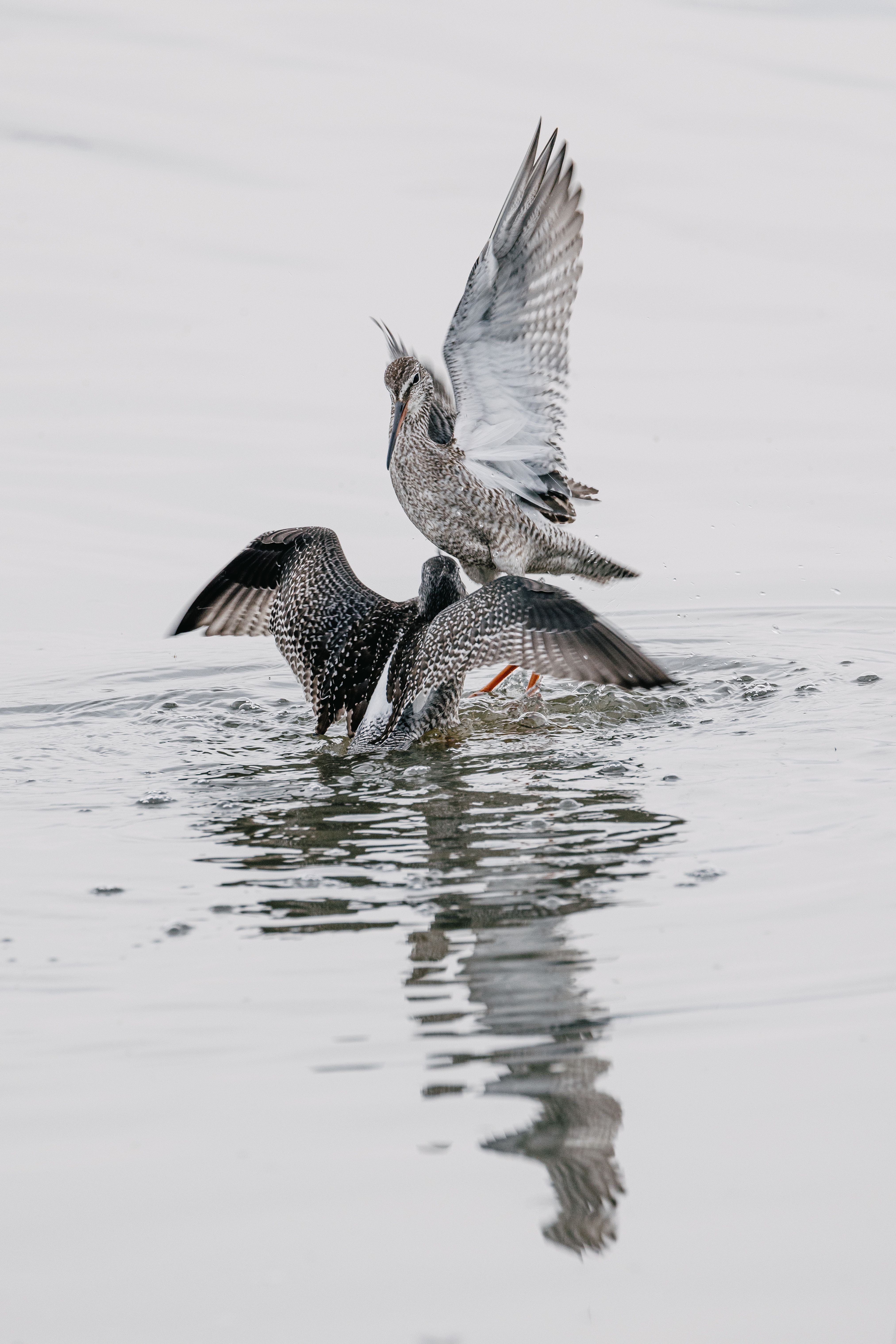 Vögel kann man viele auf Nordstrand entdecken