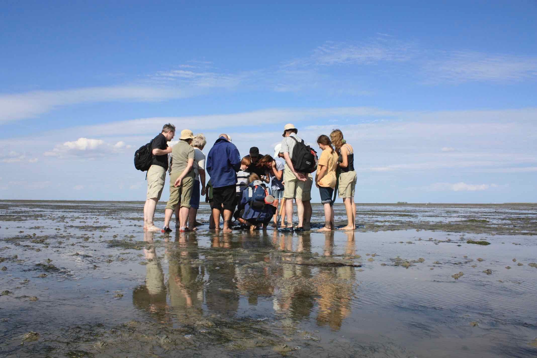 Erleben Sie das Weltnaturerbe hautnah: Die Schutzstation Wattenmeer auf Nordstrand zeigt Ihnen bei dieser Wattführung den Lebensraum von Wattwurm, Herzmuschel und Strandkrabbe und erklärt die Gezeiten.