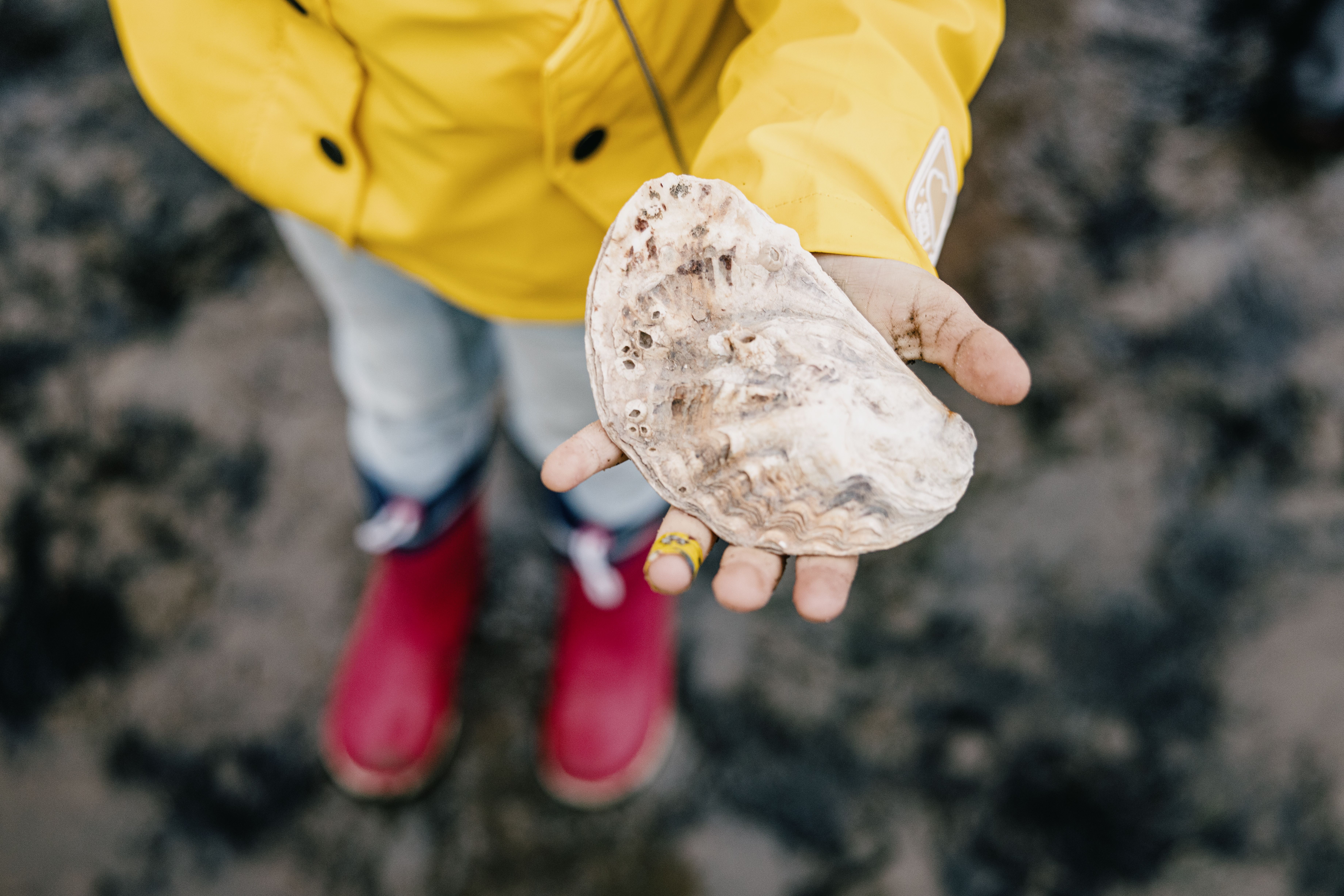 Ein Kind hält eine Muschel gut sichtbar in die Kamera im Wattenmeer vor Nordstrand