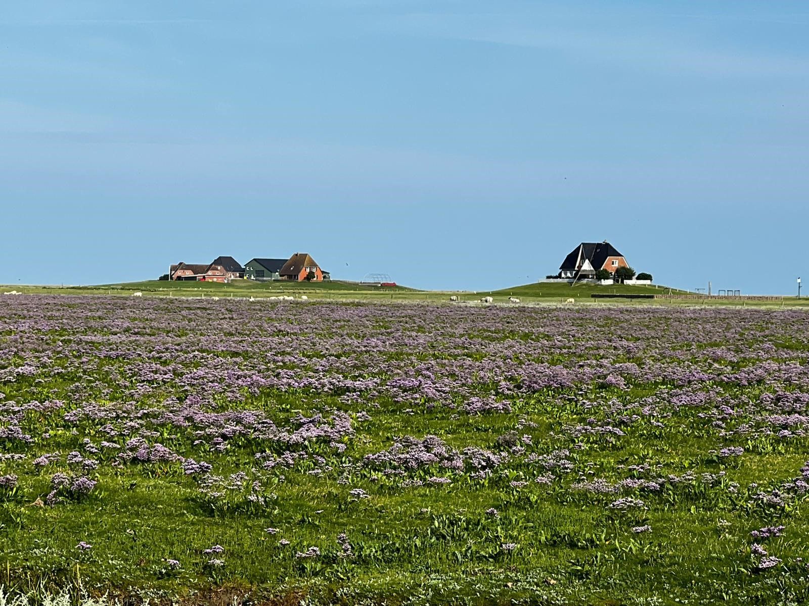 Blühende Hallig