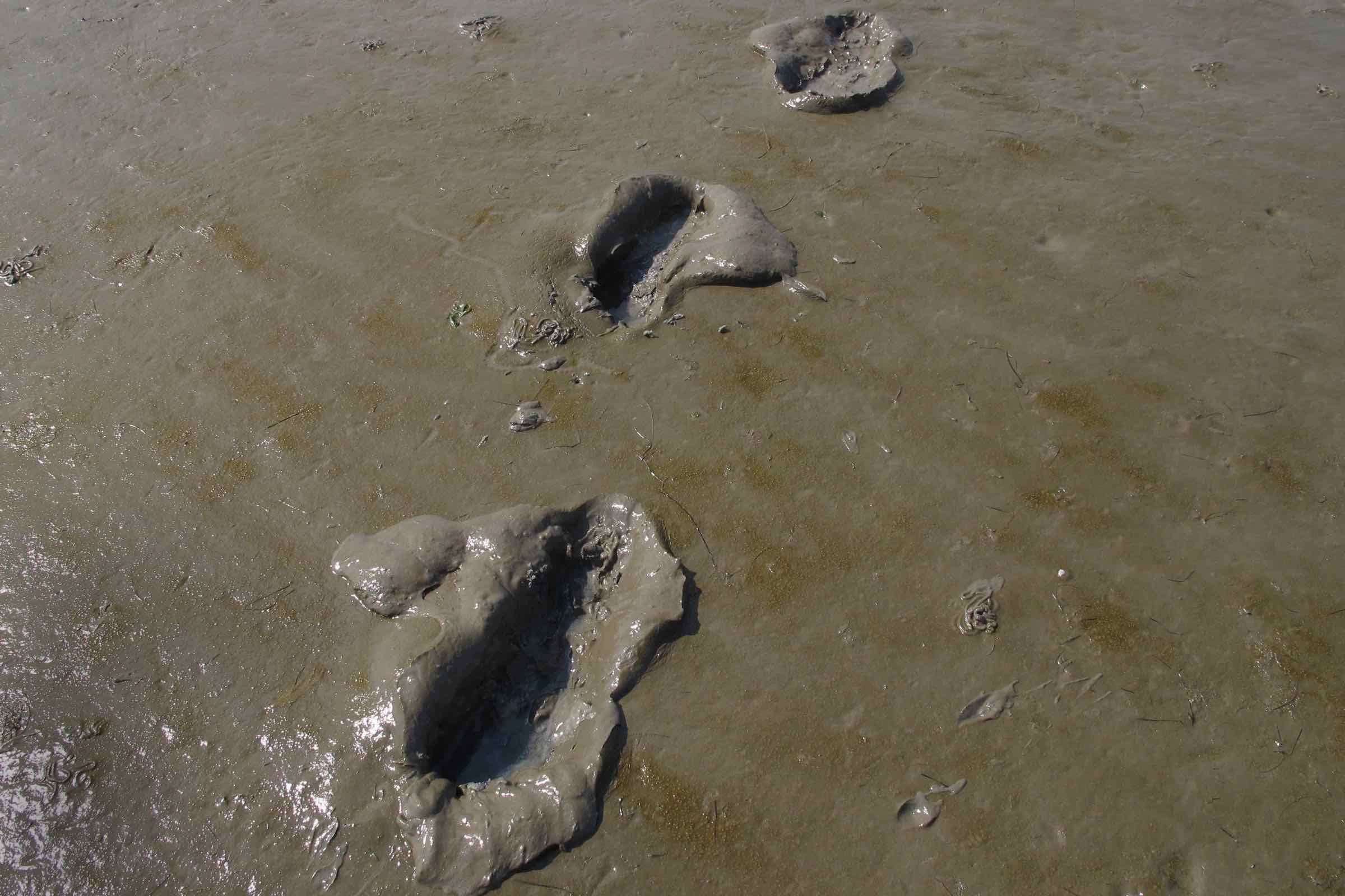 Erleben Sie das Weltnaturerbe hautnah: Die Schutzstation Wattenmeer auf Nordstrand zeigt Ihnen bei dieser Wattführung den Lebensraum von Wattwurm, Herzmuschel und Strandkrabbe und erklärt die Gezeiten.