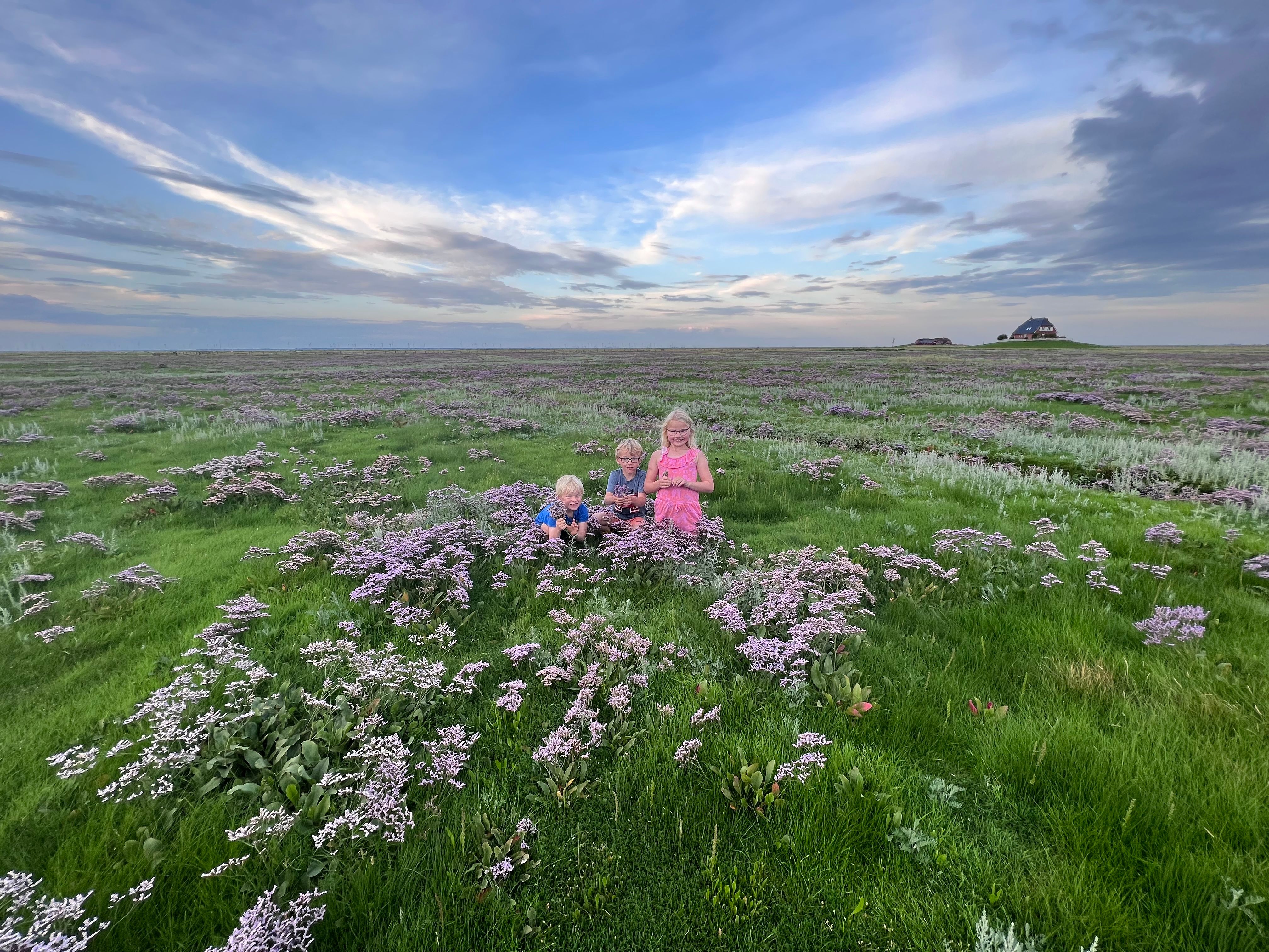 Sommertag auf der Hallig 